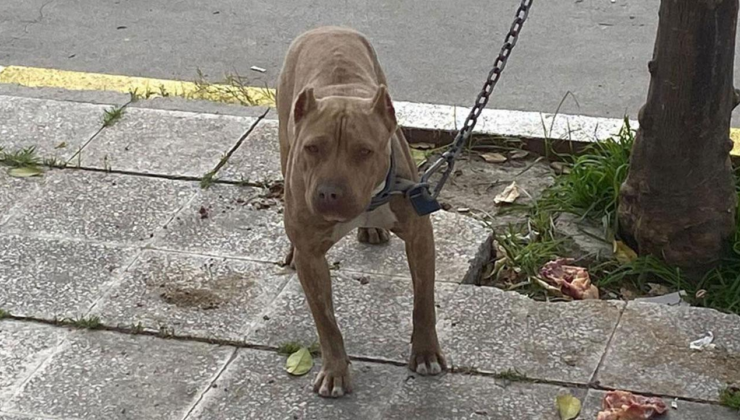 Gaziosmanpaşa'da ağızlıksız gezdirilen pitbull başka köpeğe saldırdı
