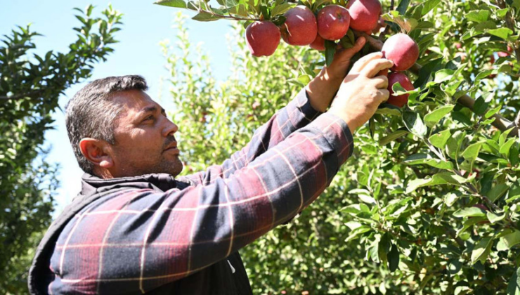 Kurduğu sistemle zirai donu hasarsız atlattı, şimdi hasada başladı!