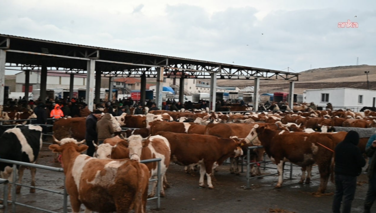 Iğdır’da şap alarmı: Hayvan pazarı kapatıldı
