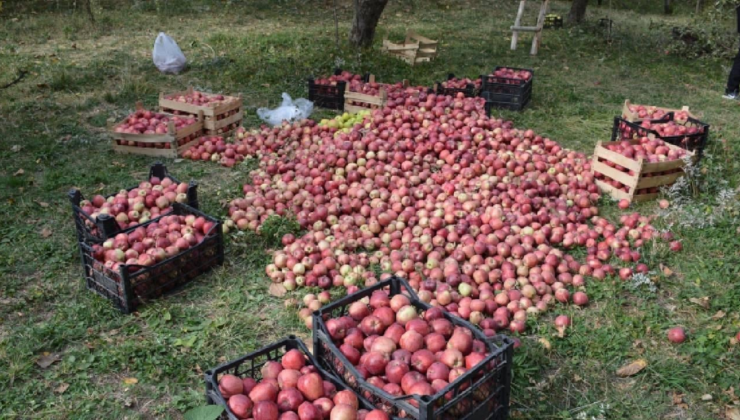 5 bin ağaçtan elleriyle topluyorlar: Hasadı başladı, sadece 10 gün sürecek