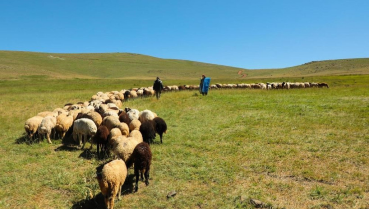 2025 buzağı, malak, kuzu ve oğlak desteği başvuruları başladı