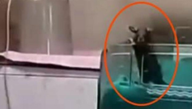 Kamu hastanesinde dehşet! Fare ısırıklarıyla iki bebek hayatını kaybetti