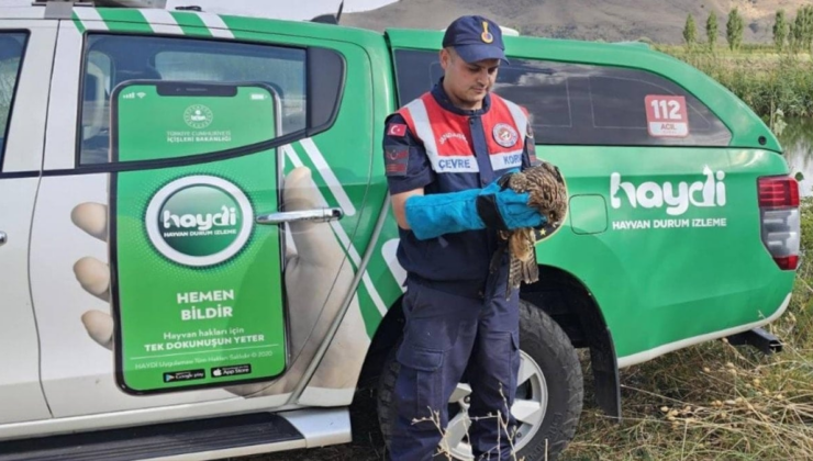 Muş’ta yaralı kartal tedavi altına alındı