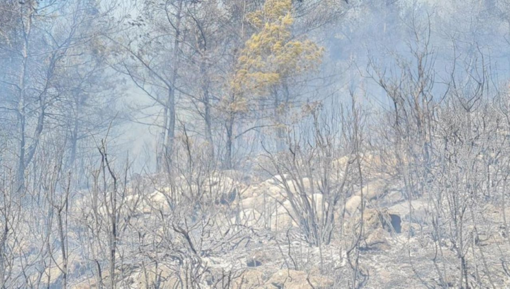 Bodrum'daki orman yangını kontrol altına alındı