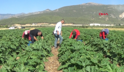 Bir ekimde 4 ay boyunca hasat ediliyor: Kilosu 25 TL'den tüm dünyaya satılıyor