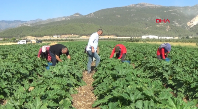 Bir ekimde 4 ay boyunca hasat ediliyor: Kilosu 25 TL'den tüm dünyaya satılıyor