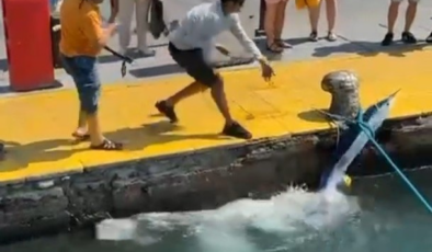 Nesli tükenme tehlikesindeki balık, Bodrum Limanı'nda zıpkınla vuruldu