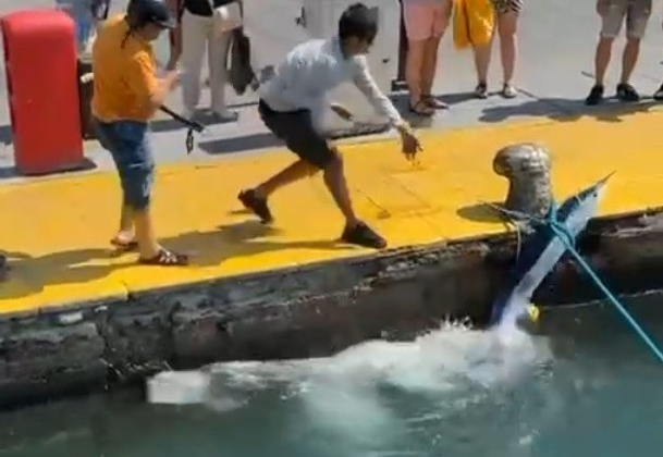 Nesli tükenme tehlikesindeki balık, Bodrum Limanı'nda zıpkınla vuruldu