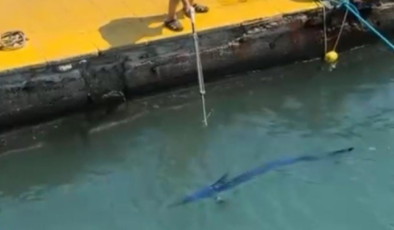 Mavi yelken balığını zıpkınla vuran şahsa para cezası uygulandı