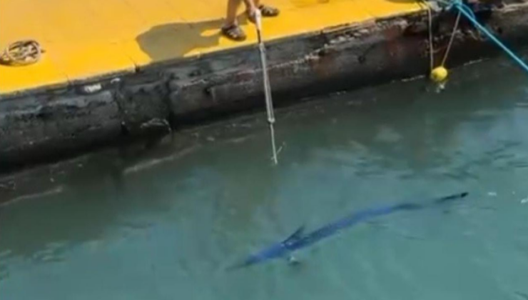Mavi yelken balığını zıpkınla vuran şahsa para cezası uygulandı