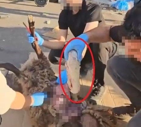 Bu kadarı pes dedirtti: Ölü koyunun karnına gizledikleri ortaya çıktı!