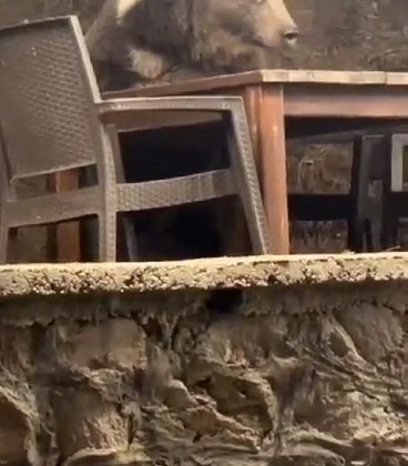 Lokantaya giren ayı masaya oturup servis bekledi! Görüntüler şaşkınlık yarattı