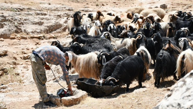 Hayvancılık desteklerinde artış: Çoban desteğine ilave ödeme