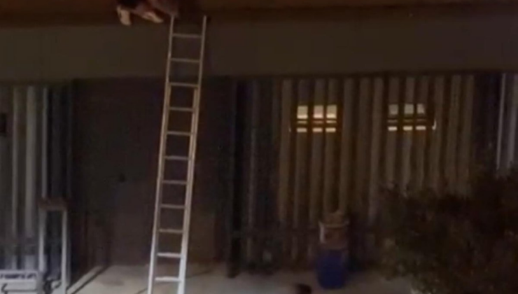 Konseri çatıda izleyenleri aşağı atan güvenlik görevlisi tutuklandı
