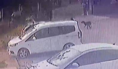 Başıboş sokak köpekleri 3 yaşındaki çocuğu kovaladı