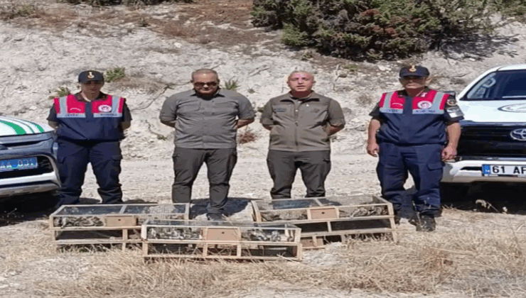 Kütahya'da yakalanan 142 saka kuşu doğaya salındı