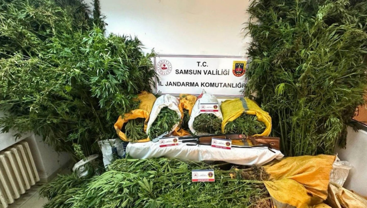 Samsun'da fındık bahçesine kenevir eken baba oğul tutuklandı