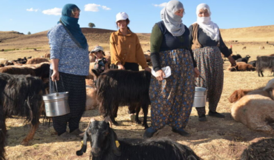 Muş'ta kadınların süt sağım mesaisi sürüyor