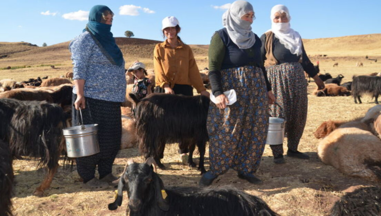Muş'ta kadınların süt sağım mesaisi sürüyor