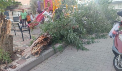 Çocuk parkında ağaç devrildi: 2 yaralı