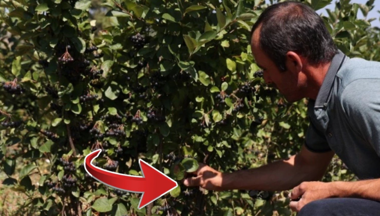 Büyükşehirdeki evlerini kapatıp köylere yerleştiler. Akıllı tarım yapan bile bu kadar kazanmıyor
