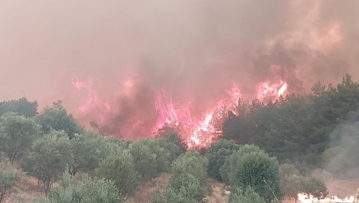 Denizli'de yanan alanlar 2 milyon 556 bin fidanla yeşillendirilecek