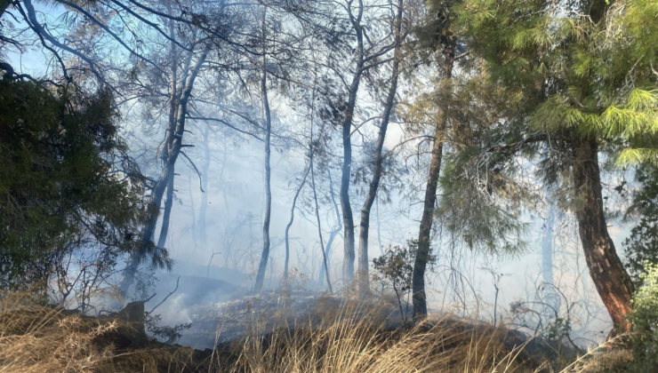 Antalya'da tarım arazisindeki yangın ormana sıçradı