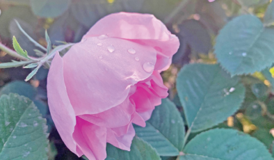 MardenRose, Yaylabaşı’nı Mezopotamya’nın Provance’ı yapacak