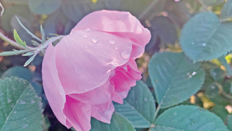 MardenRose, Yaylabaşı’nı Mezopotamya’nın Provance’ı yapacak