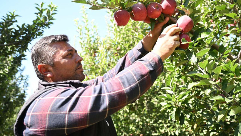 Kurduğu sistemle zirai donu hasarsız atlattı, şimdi hasada başladı! - Resim : 1